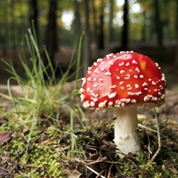 poisonous