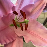 花药