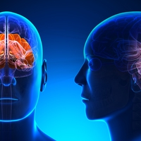cerebellum