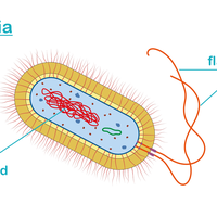plasmid