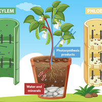 translocation
