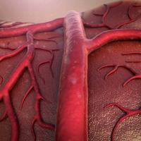 blood vessel