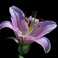 雄蕊