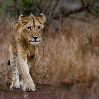 territory