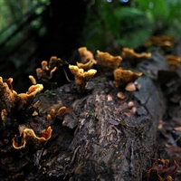 decomposers