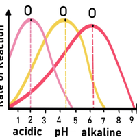 optimum pH