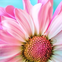 花瓣