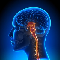 brain stem
