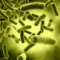 prokaryotes