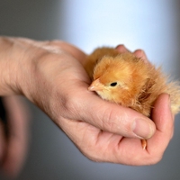 protect