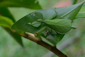 camouflage