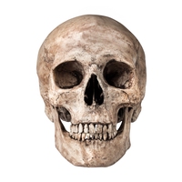 skull