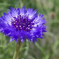 cornflower