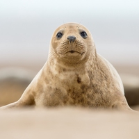seal