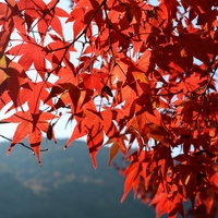 maple tree