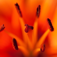 花丝