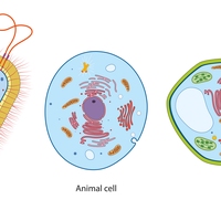 cells