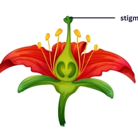 stigma