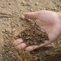soil