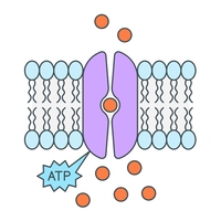active transport