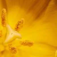 花粉