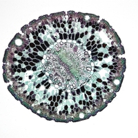 xylem