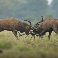 competition