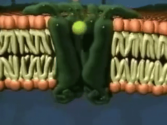 membrane