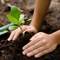 plant