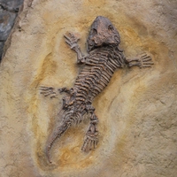 extinction