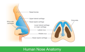 nose