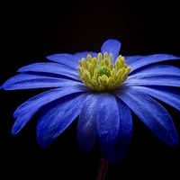 花蜜