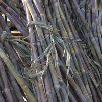 sugarcane