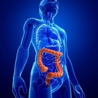 large intestine