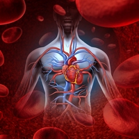 circulatory system