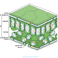 palisade cell