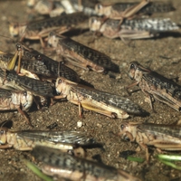 locust