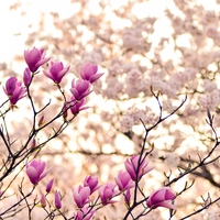 开花