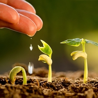 seed