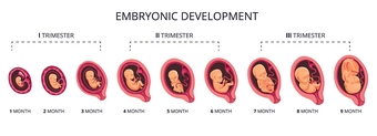 trimester