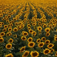 abundance