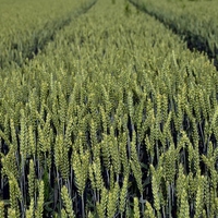 monoculture