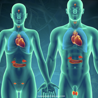 endocrine system