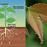 transpiration