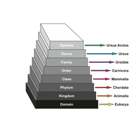 hierarchy