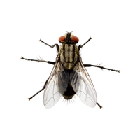 fly