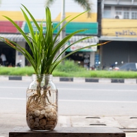 aerial root