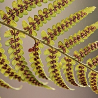 fern