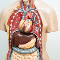 organ