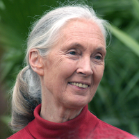 Jane Goodall